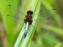 Erythrodiplax fusca (Red-faced Dragonlet) male-2.jpg
